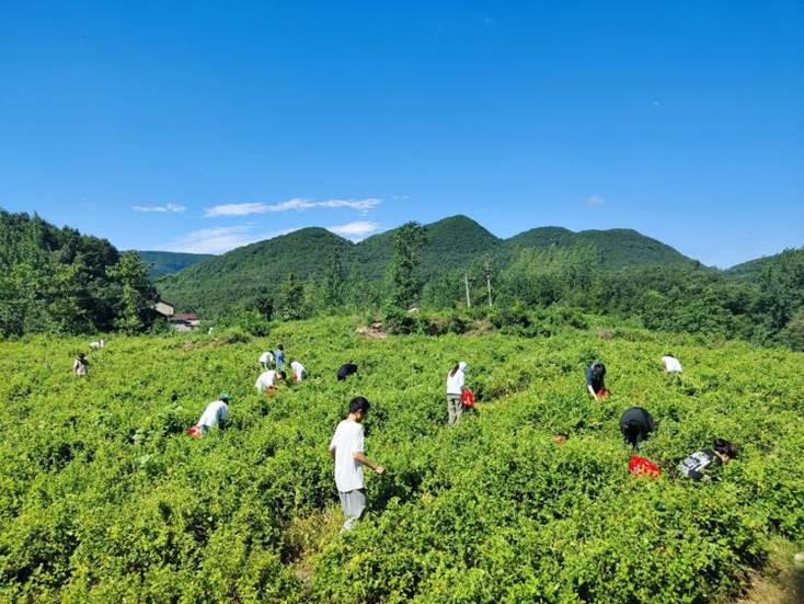 田野采摘